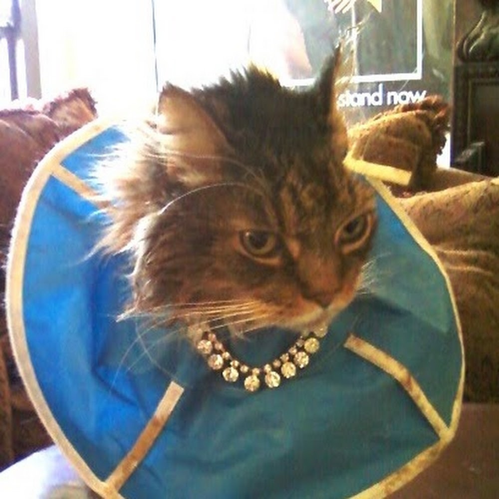 Meet your Posher, Naomi